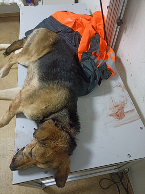 В Иванове собака попала под поезд